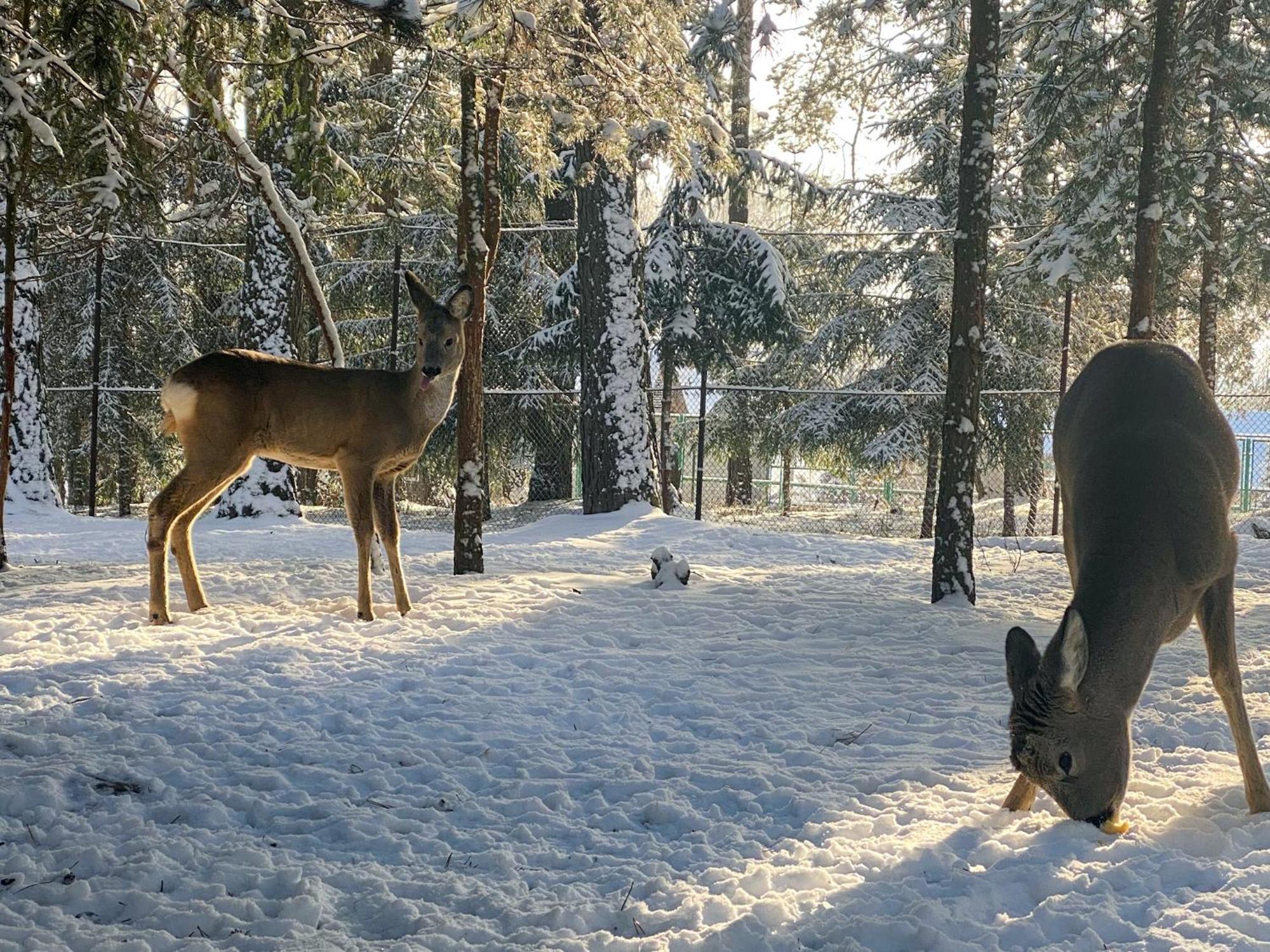 Санаторій Червона Калина Zhobryn Esterno foto